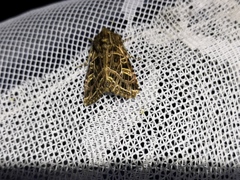 Sideridis reticulata