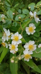 Rosa multiflora