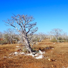 Bursera graveolens