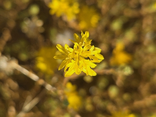 Image of Lessingia glandulifera by (c) Cristhian Mace, some rights reserved (CC BY)