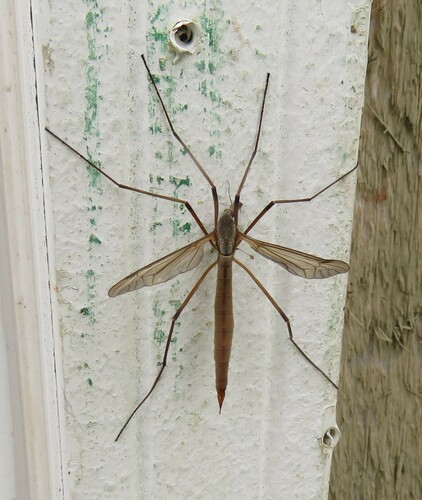 European crane fly