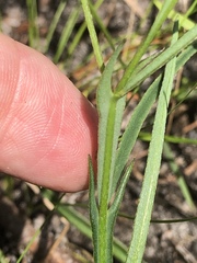 Crotalaria purshii