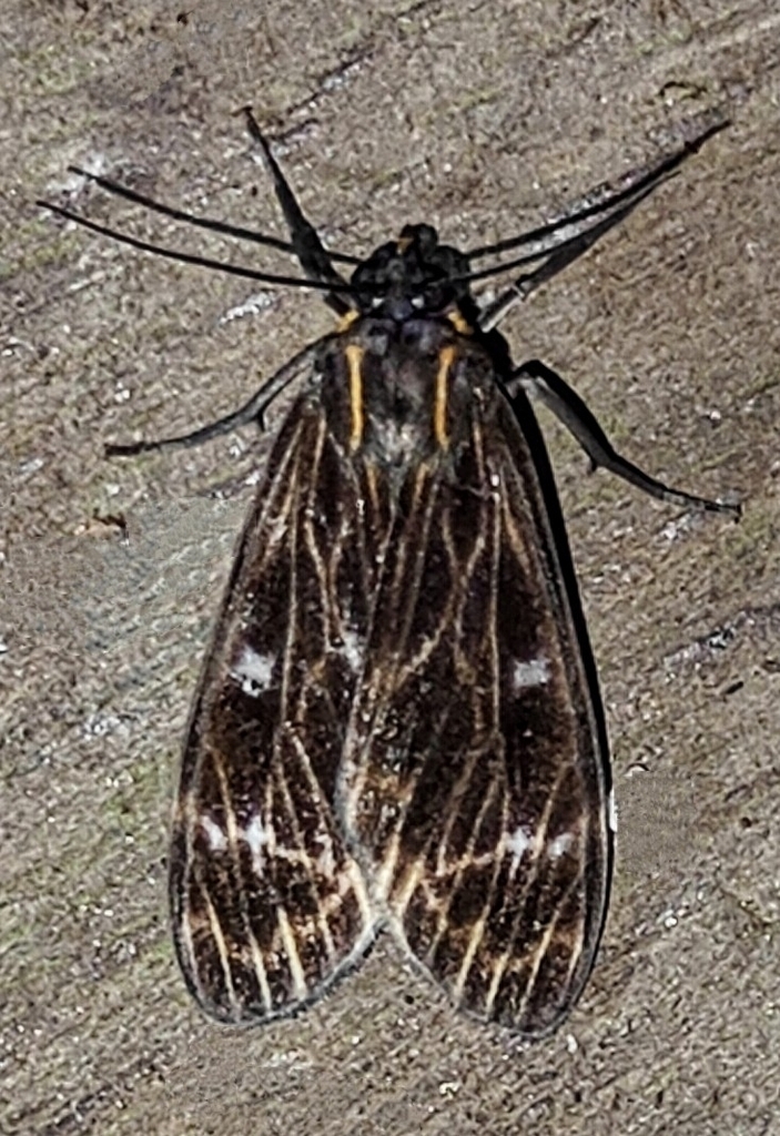 Eucereon darantasia