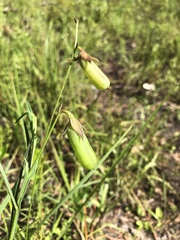Crotalaria purshii