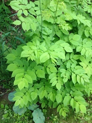Aruncus dioicus