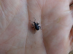 Otiorhynchus gemmatus