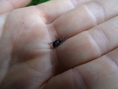 Otiorhynchus gemmatus