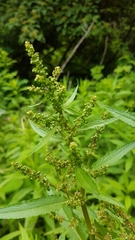 Rumex obtusifolius