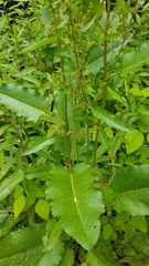 Rumex obtusifolius