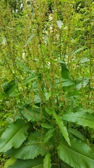 Rumex obtusifolius