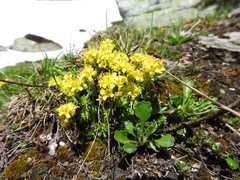 Draba aizoides