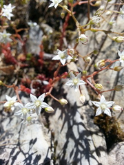 Sedum monregalense
