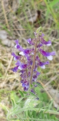 Vicia villosa villosa