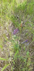 Vicia villosa villosa