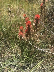 Castilleja chromosa