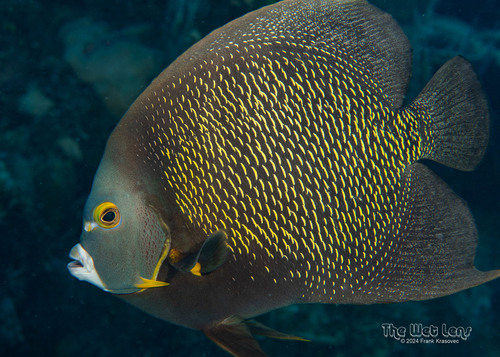 French Angelfish