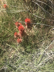 Castilleja chromosa