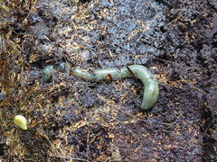 Aporrectodea smaragdina