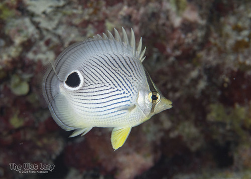 Four-eyed Butterflyfish
