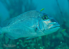 Jolthead Porgy photo 5