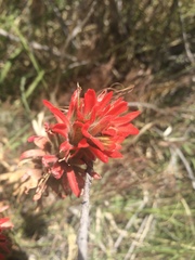 Castilleja chromosa