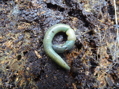 Aporrectodea smaragdina