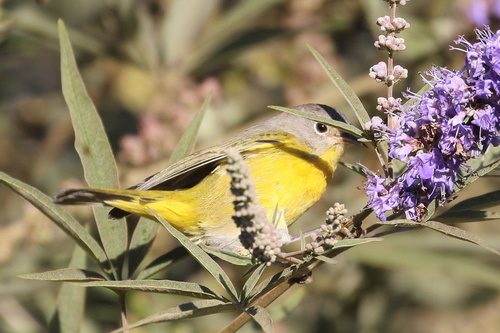 Nashville Warbler