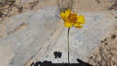 Thelesperma subnudum