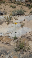 Thelesperma subnudum