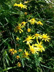 Senecio squalidus rupestris