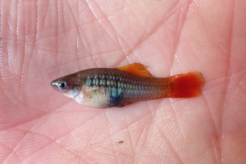 Sunset platy (Xiphophorus variatus) — Poeciliidae — 3