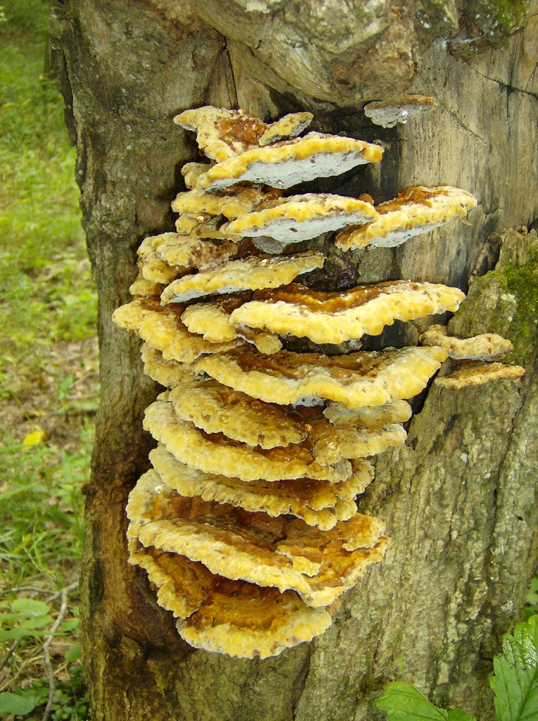 Fuscoporia gilva
