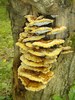 Fuscoporia gilva - Photo (c) wtg1940, some rights reserved (CC BY-NC)