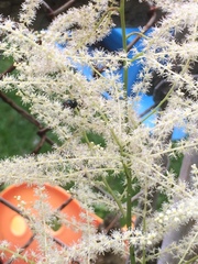 Aruncus
