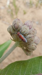 Tetraopes annulatus