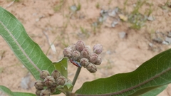 Tetraopes annulatus