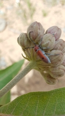 Tetraopes annulatus