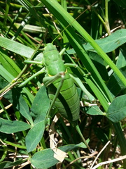 Polysarcus denticauda