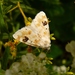 Goldenrod Flower Moth - Photo (c) Dave Eib, some rights reserved (CC BY-NC), uploaded by Dave Eib