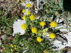 Bupleurum ranunculoides