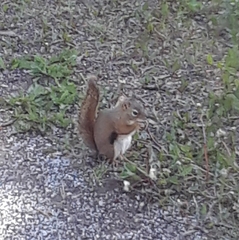 Tamiasciurus hudsonicus regalis