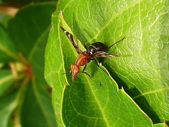 Otitinae