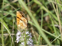 Melitaea celadussa