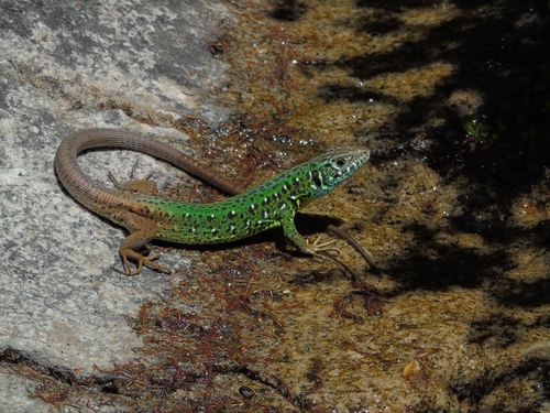 Iberian Emerald Lizard, photo 10 of 10