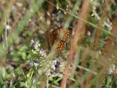 Melitaea celadussa