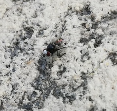 Sphenometopa fastuosa