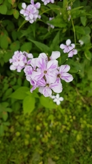 Hesperis matronalis