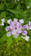 Hesperis matronalis