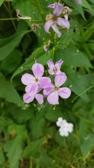 Hesperis matronalis