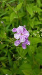 Hesperis matronalis